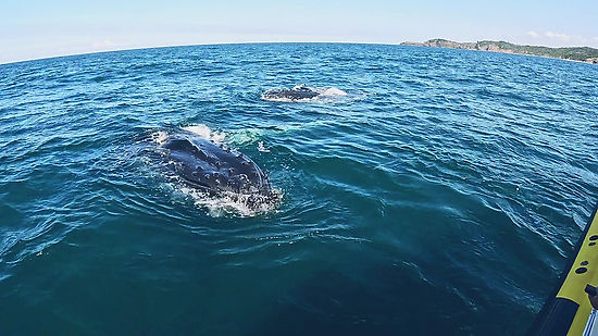 A Close Encounter With Humpback Whales